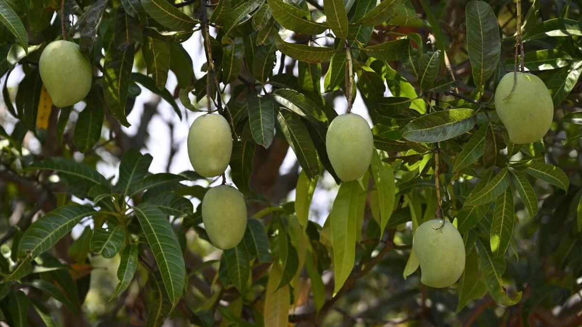 A Taste of History: The Renaissance of Bengal’s Lost Mangoes
