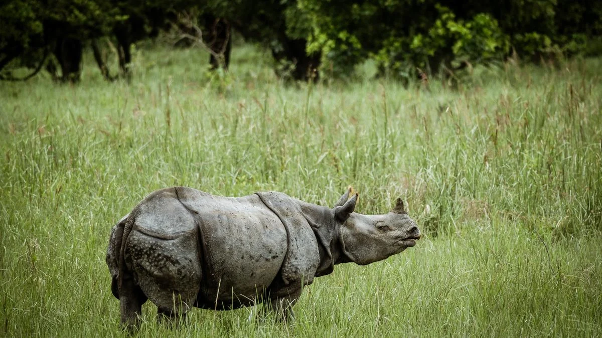 Assam’s Wild Heart and Serene Waters: An Immersive Escape at Rhino & River Wildlife Retreat