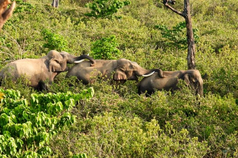 Beyond the Lone Bull: New Research Challenges Myths of Male Elephant Solitude