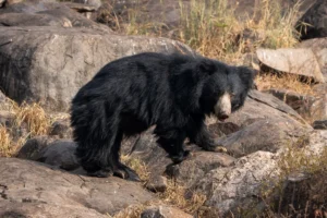 Beyond the Stripes: Unveiling the Rich Biodiversity of Ranthambore National Park