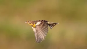 From Abundance to the Brink: First Multi-Country Census Reveals 187,000 Critically Endangered Yellow-breasted Buntings