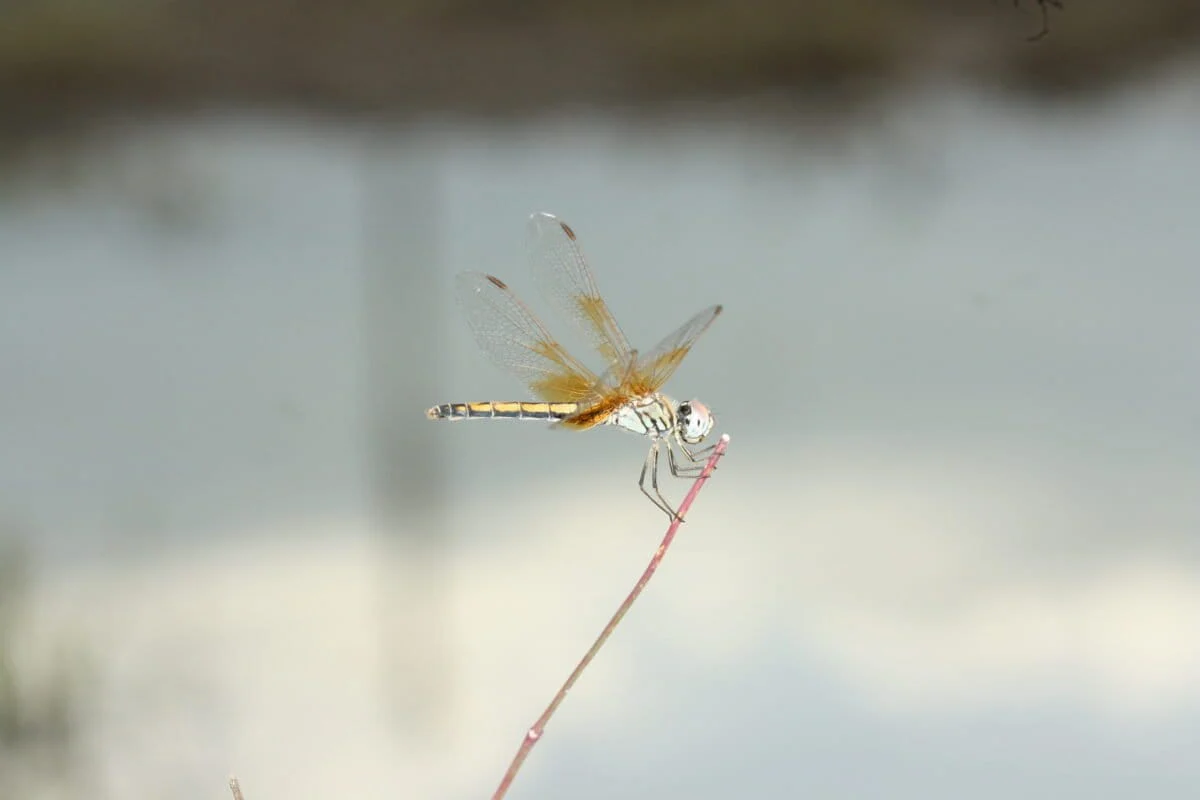 Guardians of the Ghats: Systematic Survey Reveals Extraordinary Odonate Diversity and Endemism in Western India