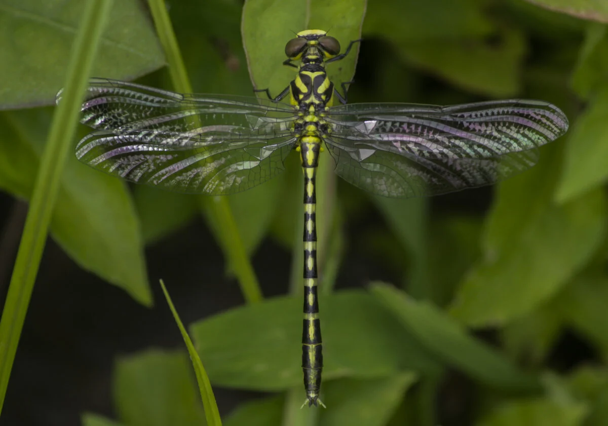 Guardians of the Living Jewels: Decoding the State of Odonates in the Western Ghats