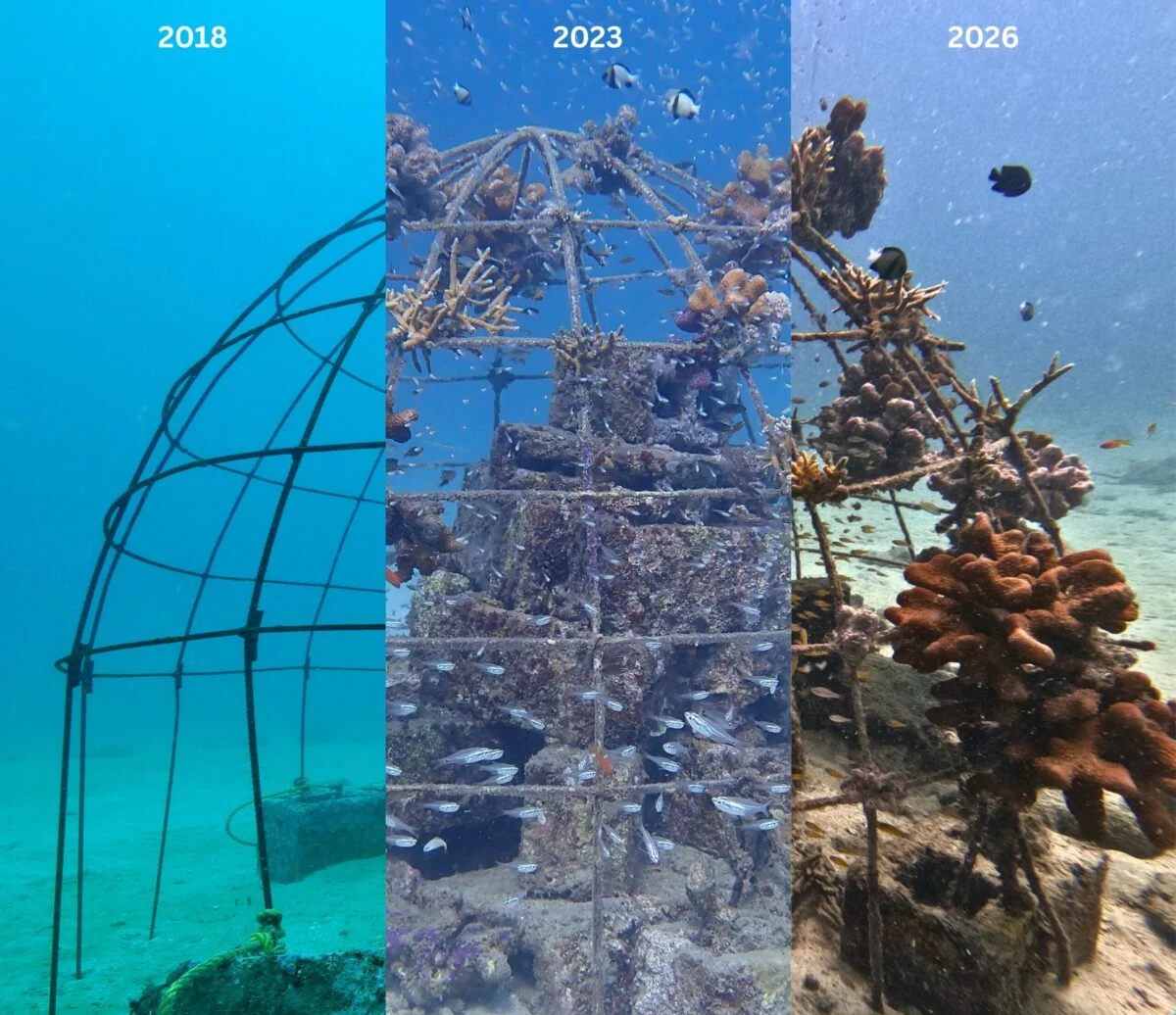 Healing the Blue Heart: The Resurgence of India’s Coral Reefs Through Decades of Restoration