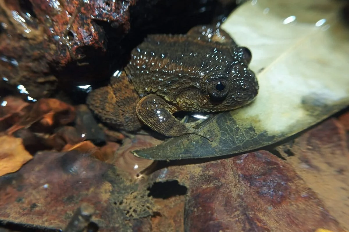 Hidden in the Mist: New Night Frog Species Discovered in Karnataka’s Western Ghats