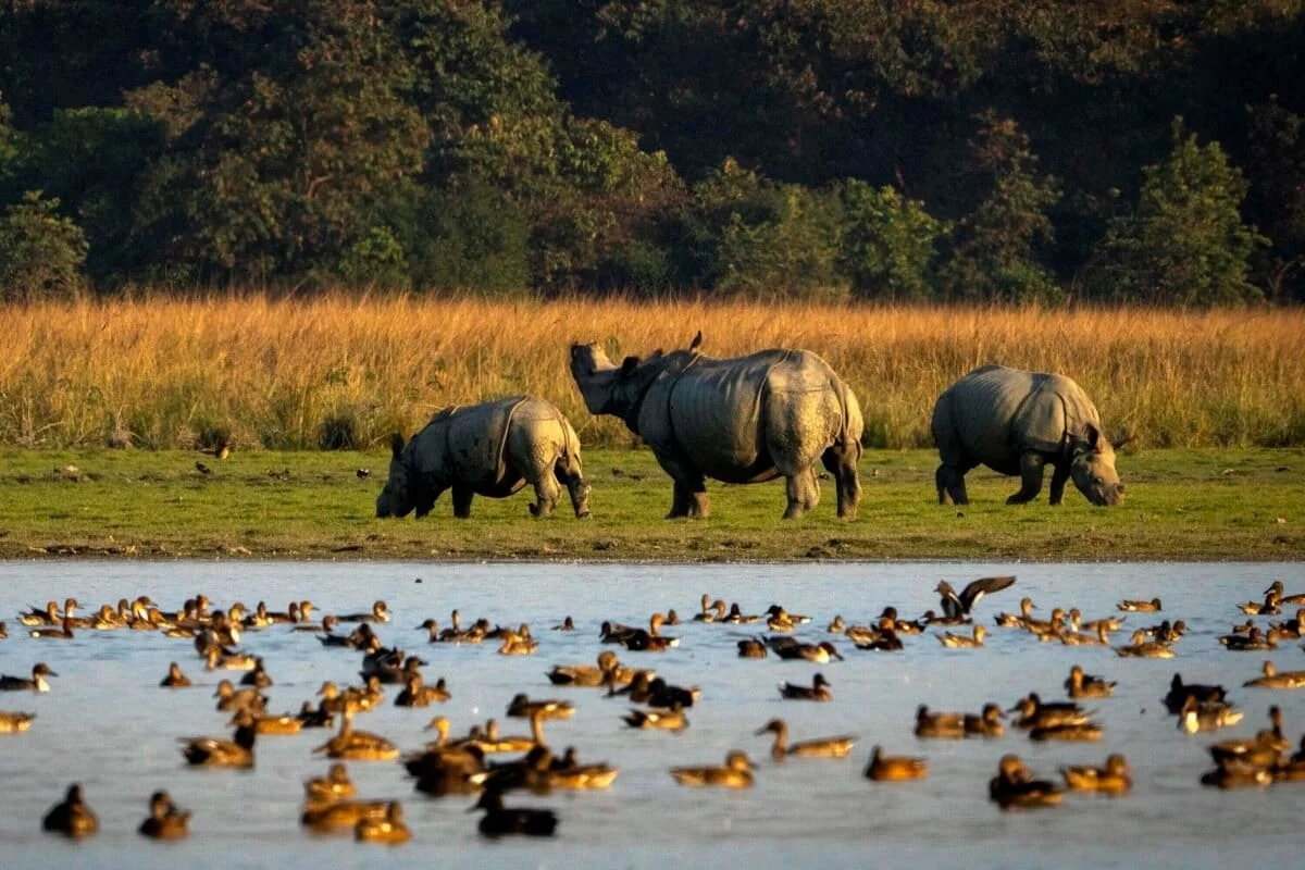 The Evolution of India’s Sylvan Landscapes: A Deep Dive into Nature and History