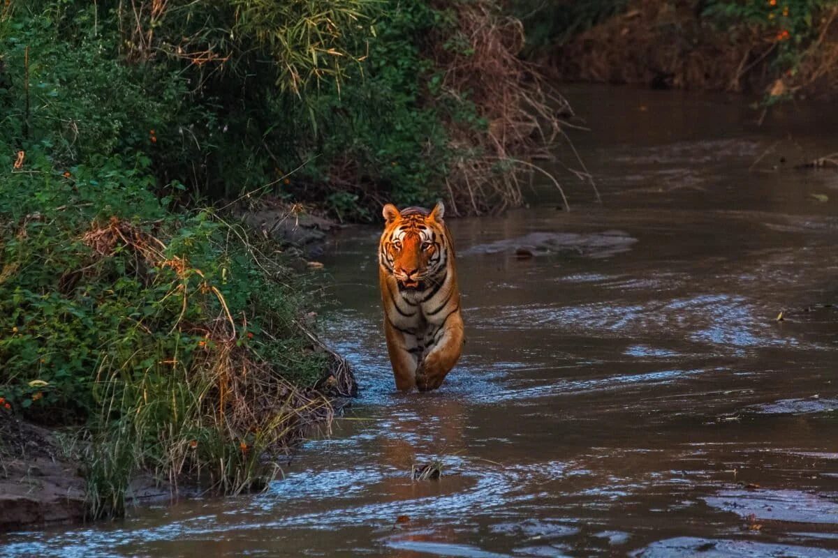 The Gauntlet of Survival: Mapping the Fragmented Corridors of Central India’s Tigers