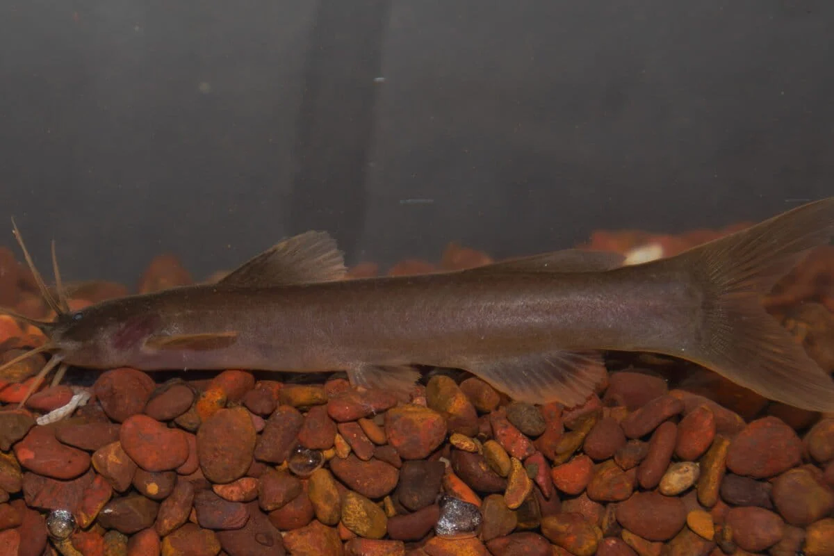 The Hidden Torrent: New Catfish Discovery in the Western Ghats Highlights Fragile Riparian Ecosystems