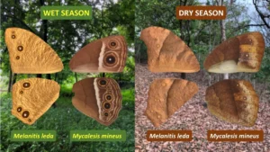 The Hidden Weather Forecasters: How Tropical Butterflies Decode Humidity to Master Survival