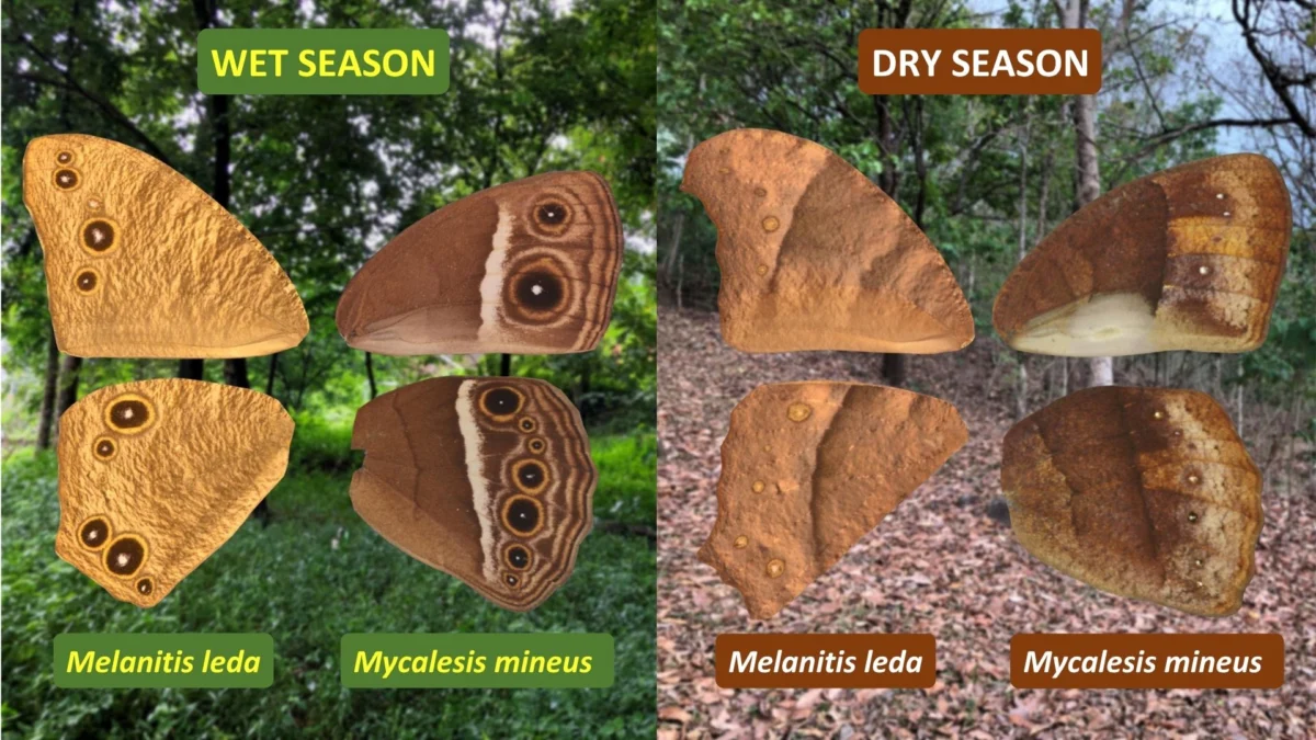 The Hidden Weather Forecasters: How Tropical Butterflies Decode Humidity to Master Survival