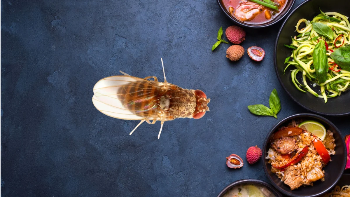 The Metabolic Shield: How Low-Carbohydrate Diets Empower Fruit Flies to Combat Infection in a Warming World