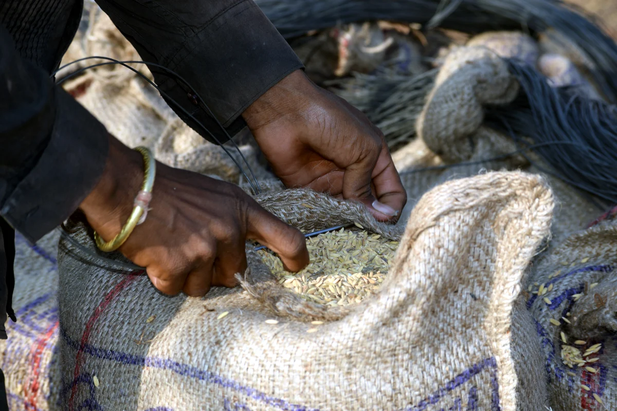 The Paddy Trap: Why Chhattisgarh’s Organic Dreams are Vanishing Despite Billion-Rupee Investments