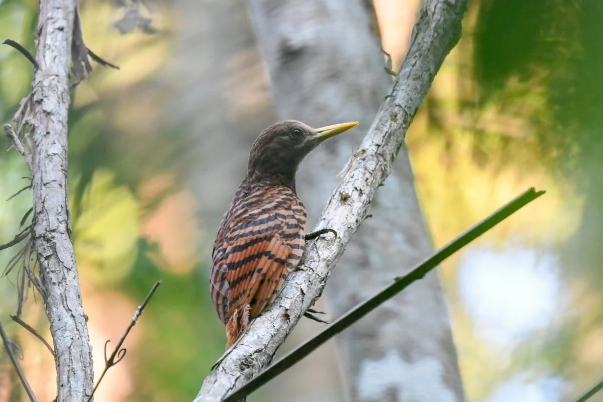 The Rain-Caller of the Eastern Himalayas: Bridging Indigenous Folklore and Avian Ecology