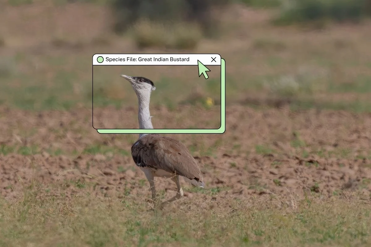 The Silent Flight Toward Oblivion: The Crisis of the Great Indian Bustard
