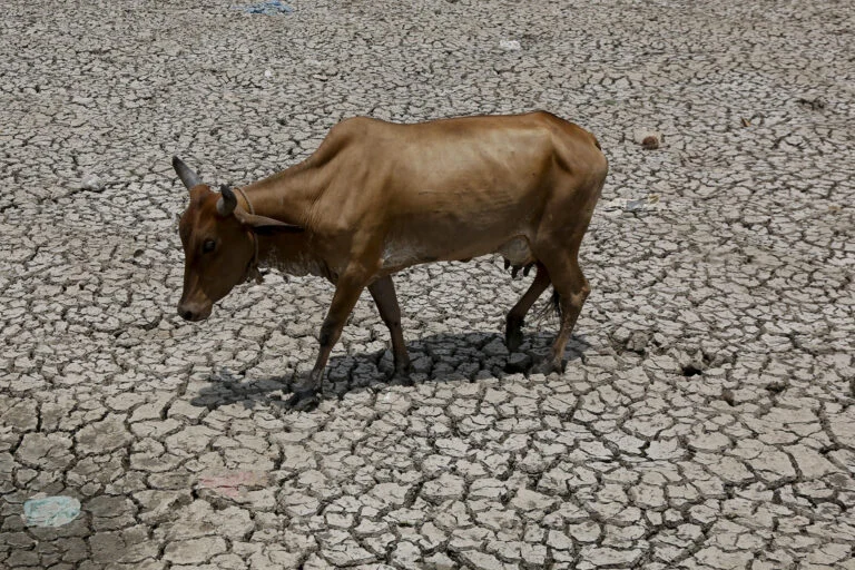 The Warming Trough: How Climate Change is Destabilizing India’s Dairy Economy