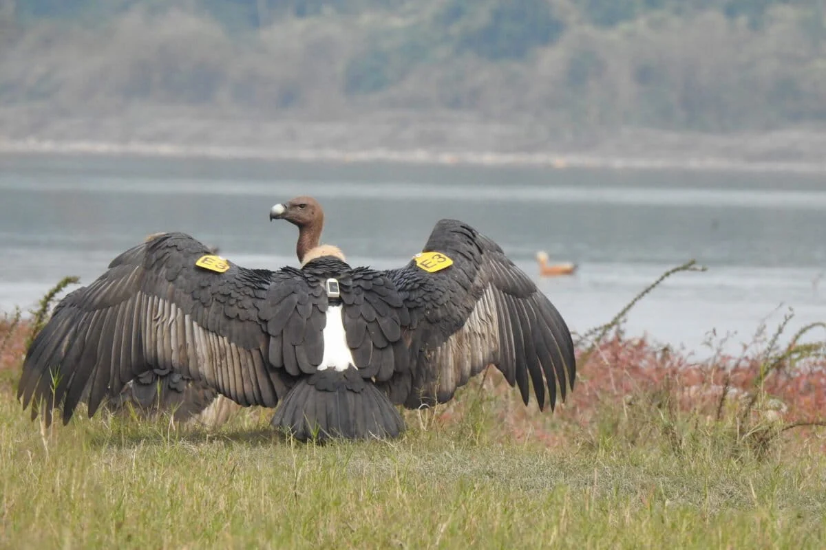 Wings Without Borders: The Trans-Border Odyssey of a Rehabilitated Cinereous Vulture