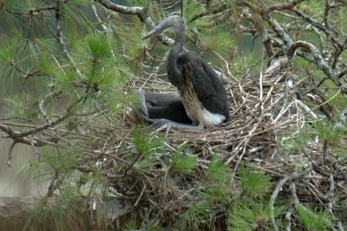 Balancing Power and Preservation: The Critical Threat to the White-Bellied Heron in Arunachal Pradesh