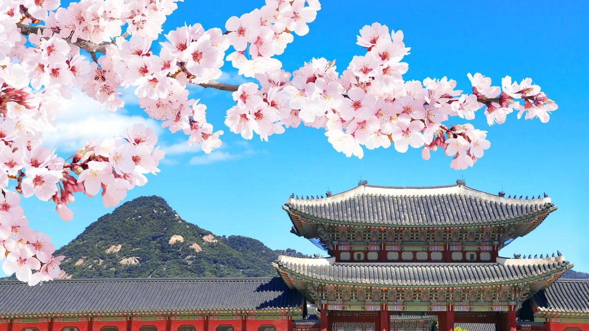 Beyond the Stage: How BTS’s ‘Arirang’ Tour and Cherry Blossom Season are Redefining South Korean Tourism