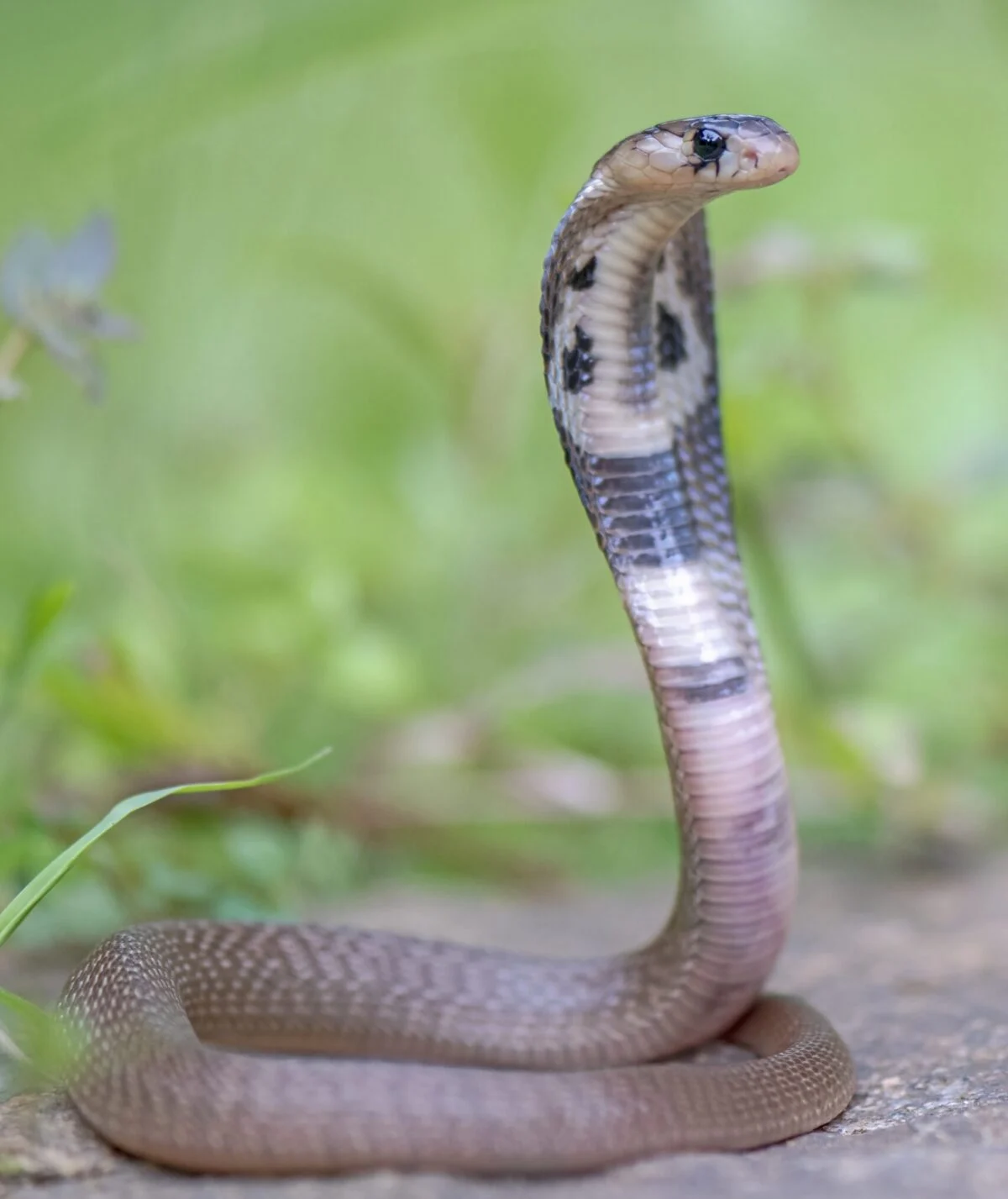 Coexistence Amidst the Coils: Kerala’s Multi-Pronged Strategy to Combat Snakebite Mortality