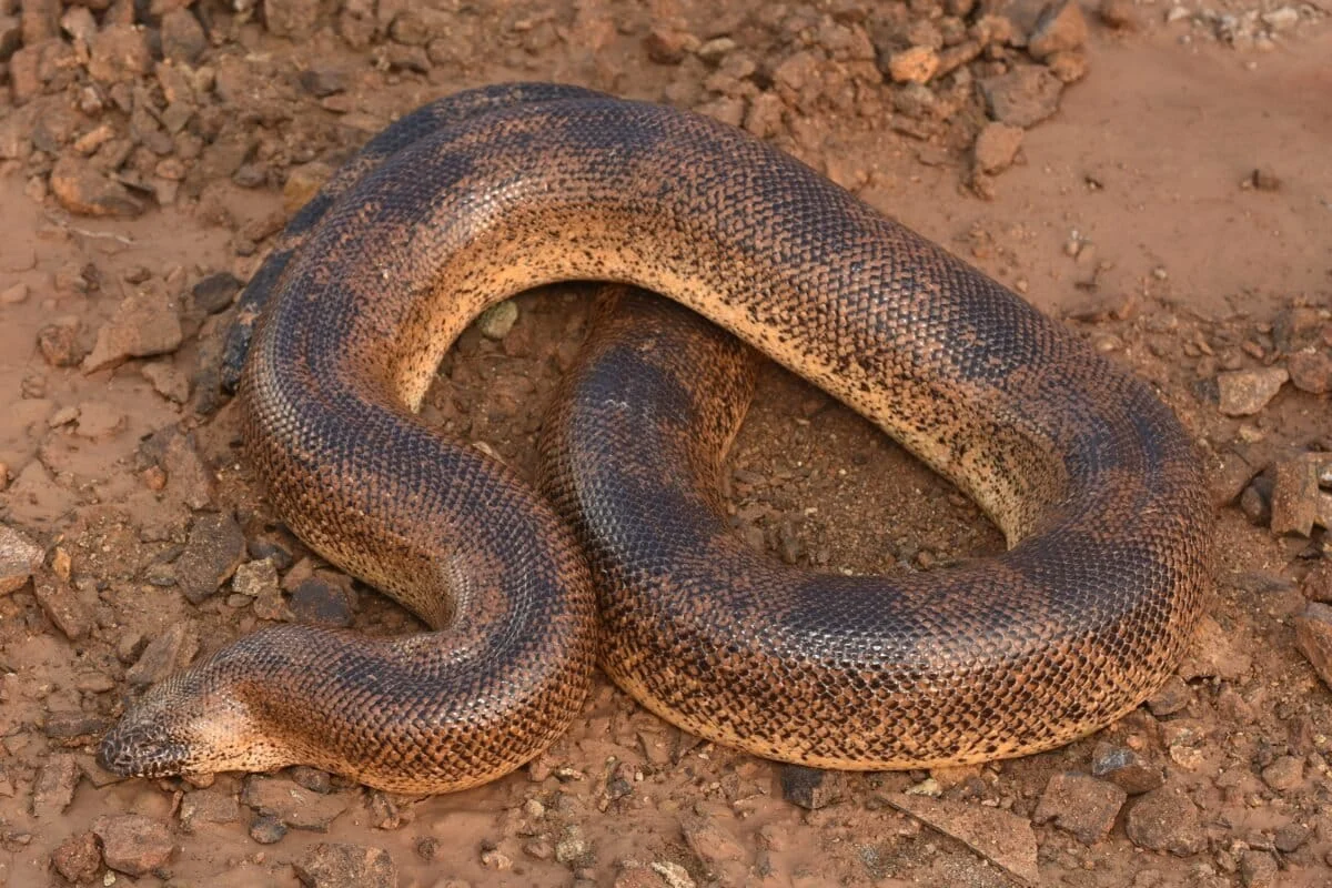 Hidden in Plain Sight: India Records First Official Sighting of the Sistan Sand Boa