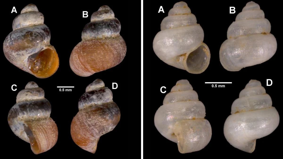 Hidden Wonders of the Karst: Two New Micro-Snail Species Discovered in Meghalaya’s Caves