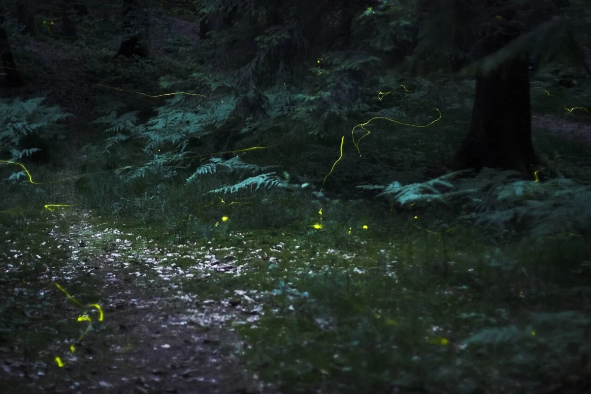 India’s Enchanting Monsoon Spectacle: A Journey into the Bioluminescent Forests