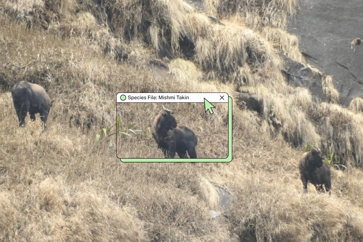 Rare Himalayan Sentinel: Large Herd of Elusive Mishmi Takin Spotted in Sikkim’s Tingda Reserve