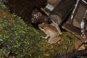 The Secret of the Leaf Litter: New Fanged Frog Species Discovered in Arunachal Pradesh