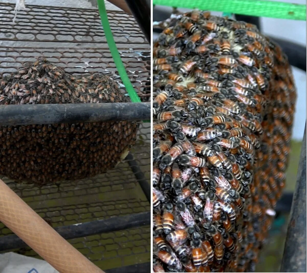The Vanishing Buzz: How Urbanization and Heat Stress Are Decimating India’s Wild Bee Populations