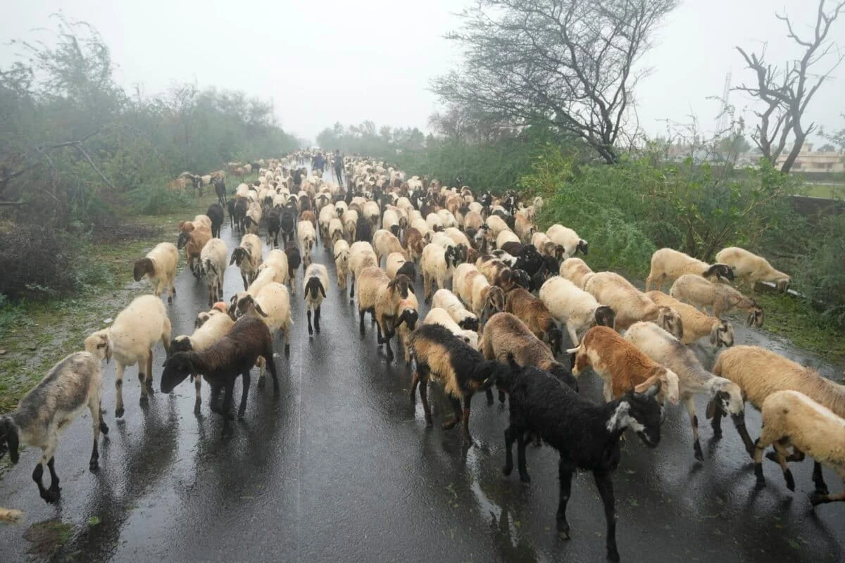 The Vanishing Green of Kachchh: The Struggle to Preserve the Ancient ‘Rakhals’ of Gujarat