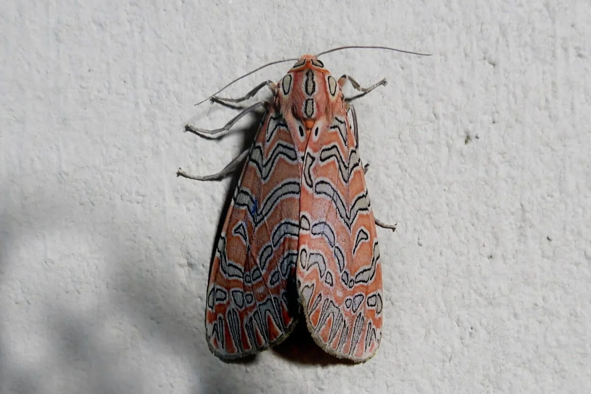 A Rare Taxonomic Revelation: New Genus of Tiger Moth Discovered in the Western Ghats