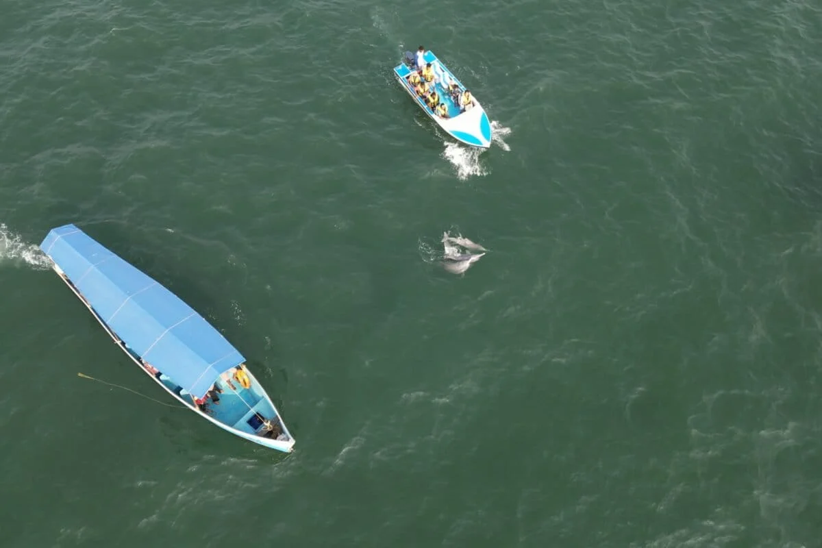 Balancing Risk and Reward: How Goa’s Endangered Humpback Dolphins Navigate the Crosscurrents of Tourism and Fisheries