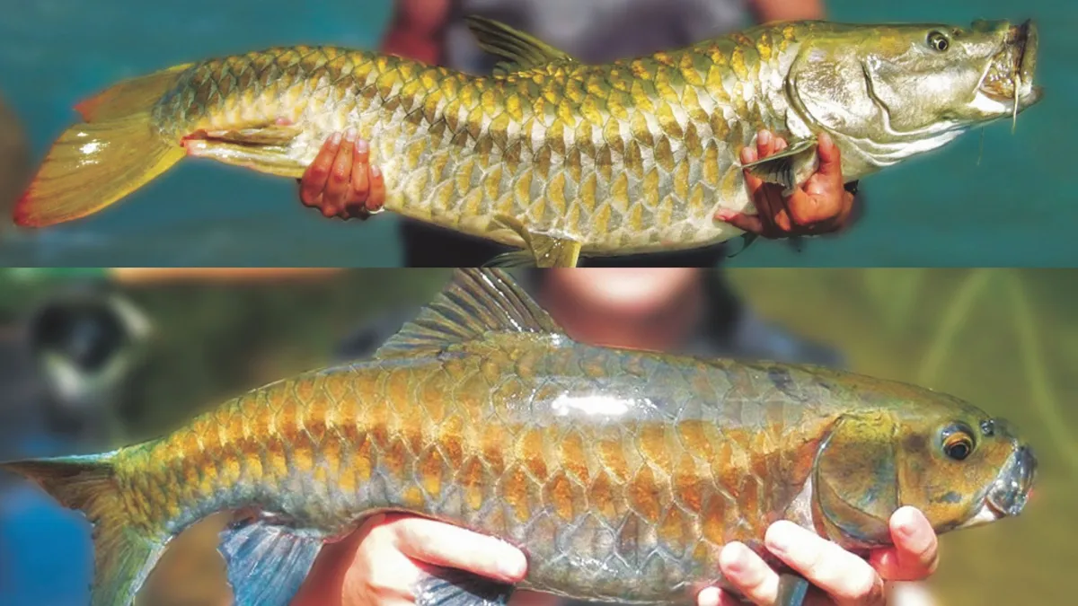 Beyond Good Intentions: Why India’s ‘Tiger of the River’ Faces Extinction Despite National Reverence