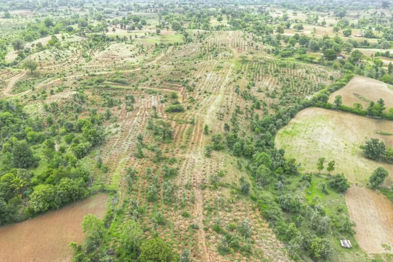Beyond the Canopy: Why India’s Afforestation Success Hides a Biodiversity Crisis