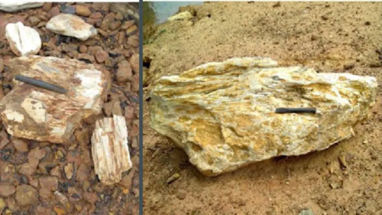 Echoes of the Miocene: Discovery of 5-Million-Year-Old Palm Fossil Redefines India’s Prehistoric Green Corridor