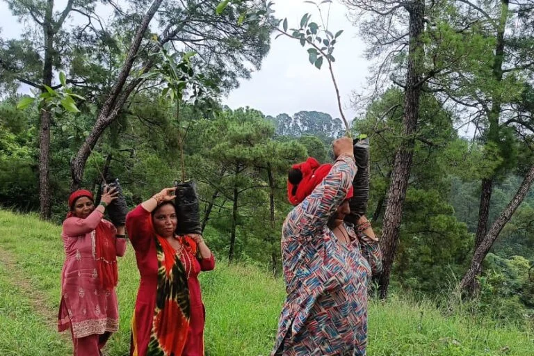 From Data to Dirt: How AI is Revolutionizing Tree Restoration in India