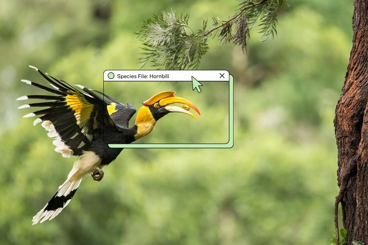 Guardians of the Canopy: The Precarious Future of India’s Hornbills