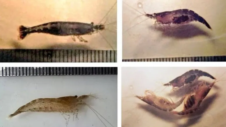 Hidden Beneath the Surface: Discovery of New Freshwater Shrimp Species Highlights the Ecological Resilience of the Gomti River