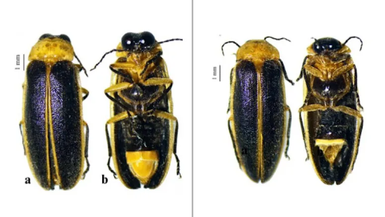 Illuminating the Wettest Place on Earth: New Firefly Species Discovered in Meghalaya