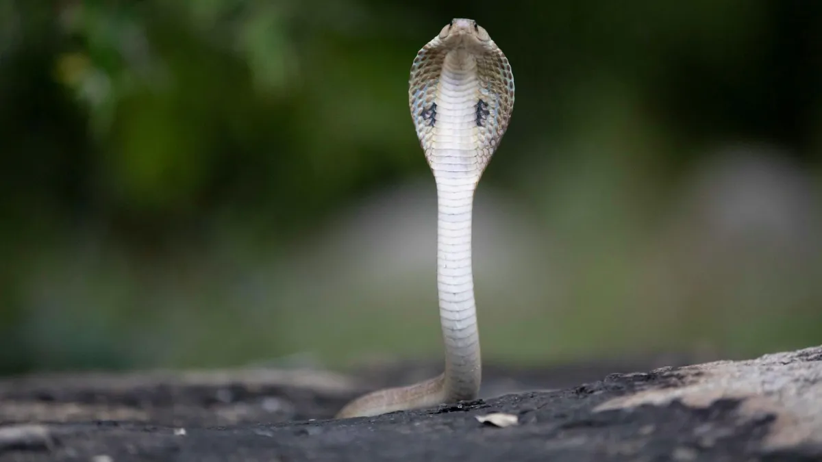 One Species, Many Faces: IISc Study Reveals the Hidden Genetic Unity of India’s Spectacled Cobra