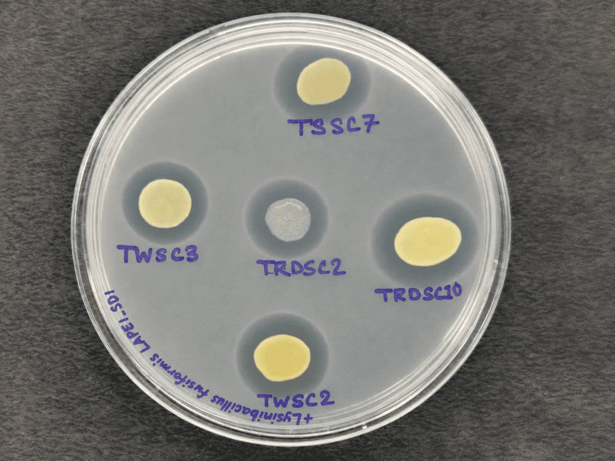 The Biological Thermostat: How Tso Moriri’s Microscopic Sentinels Regulate High-Altitude Climate Feedback