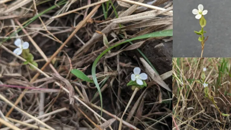 The Fire Within the Grass: How a New Plant Discovery in Pune Challenges India’s Conservation Narrative