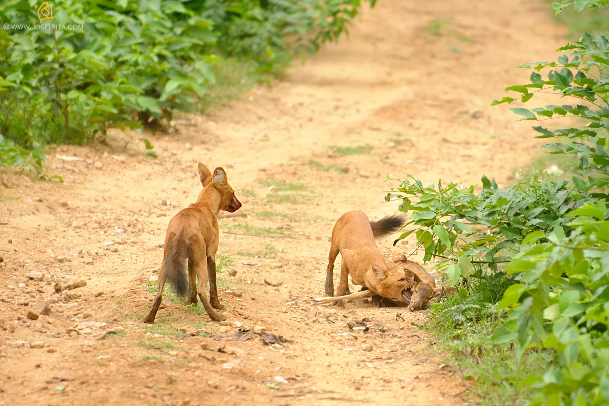 The Genetic Blueprint of Survival: How a ‘Pinch of Scat’ is Revolutionizing Dhole Conservation