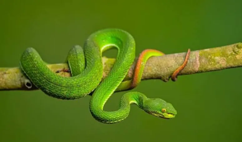 The Geographic Blind Spot in India’s Snakebite Crisis: Why Standard Antivenoms are Failing the Northeast