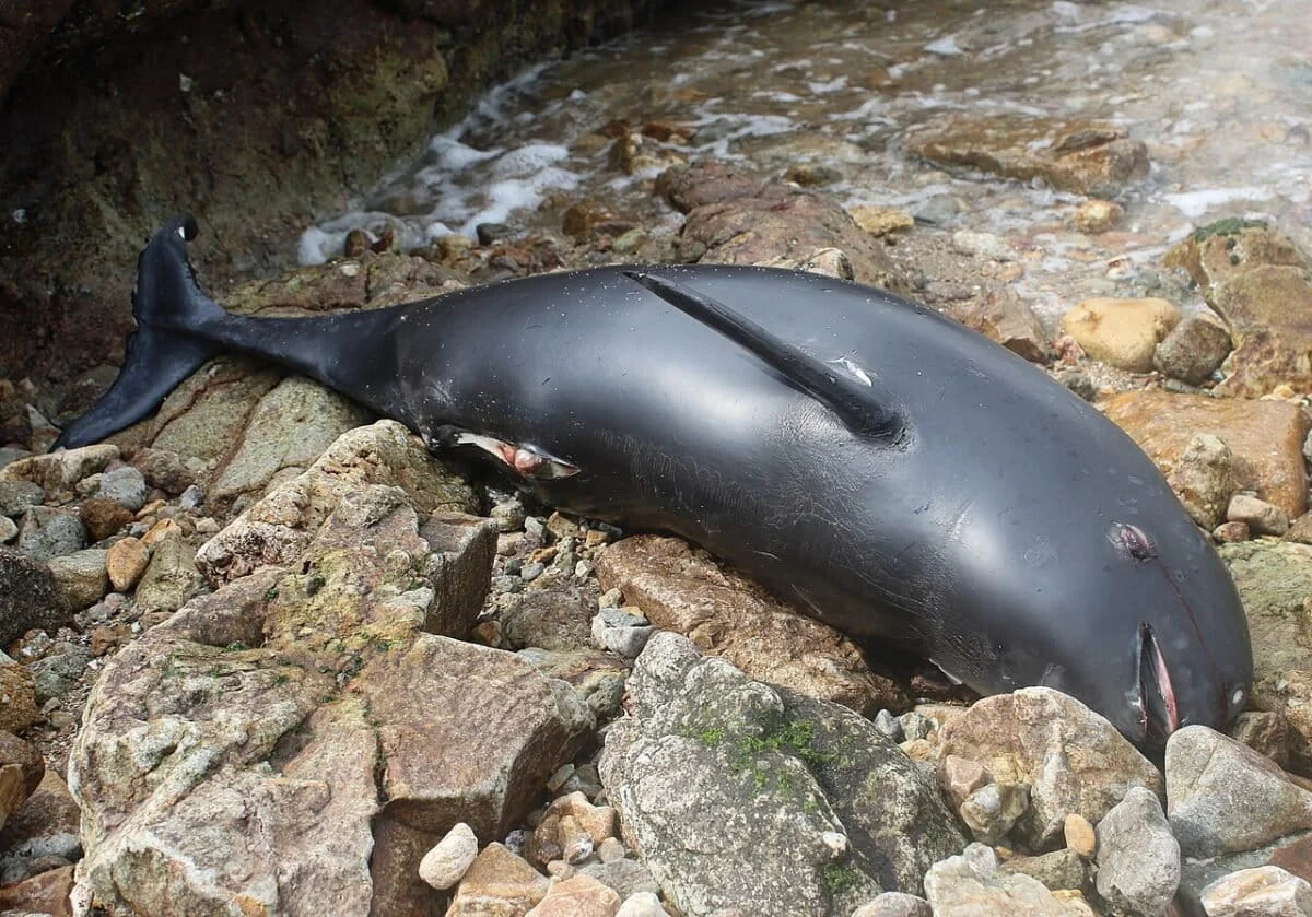 The Ghost of the Arabian Sea: Unveiling the Crisis of India’s Finless Porpoise