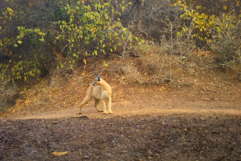 The Ghost of the Ravines: Landmark Study Maps the Fragile Stronghold of India’s Elusive Caracal