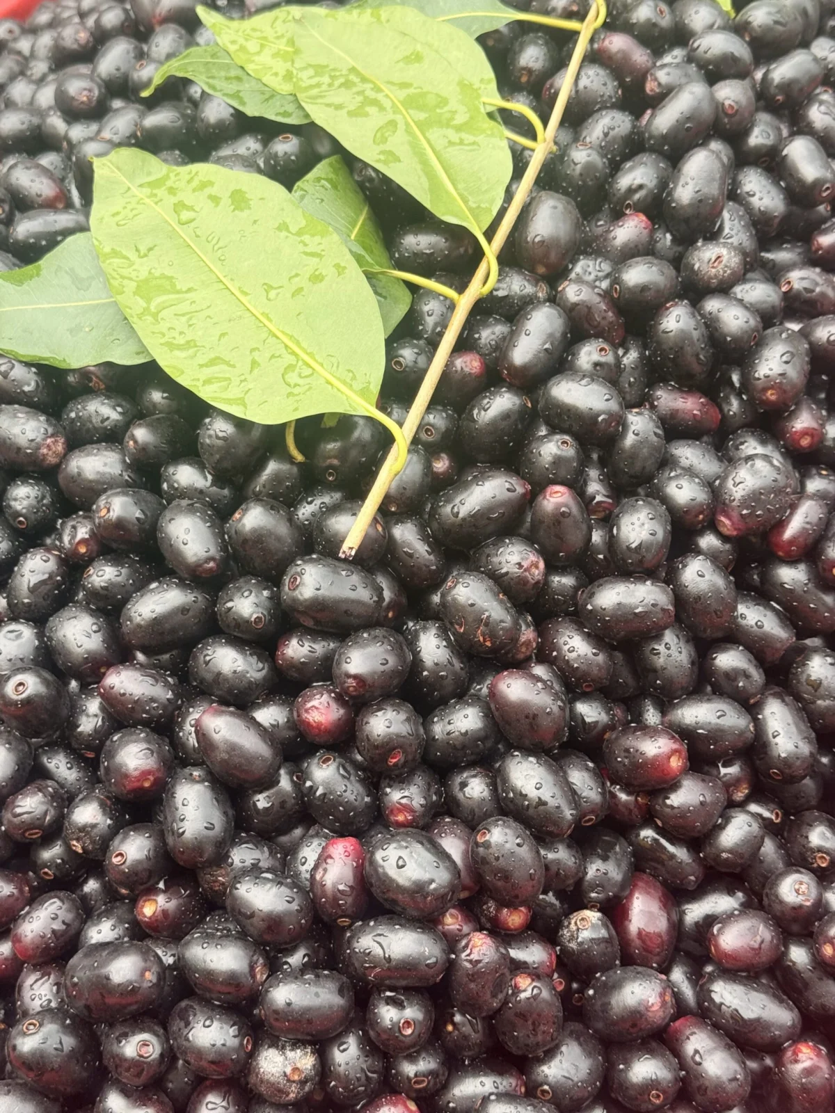 The Renaissance of the Indian Summer: Navigating Biodiversity, Climate Crises, and the Revival of Indigenous Superfoods