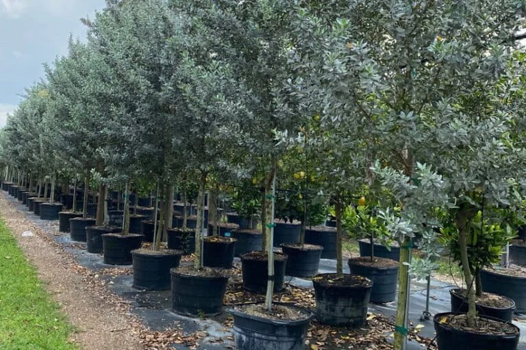 The Rise and Fall of the "Green Desert": India’s National Crackdown on Conocarpus Trees