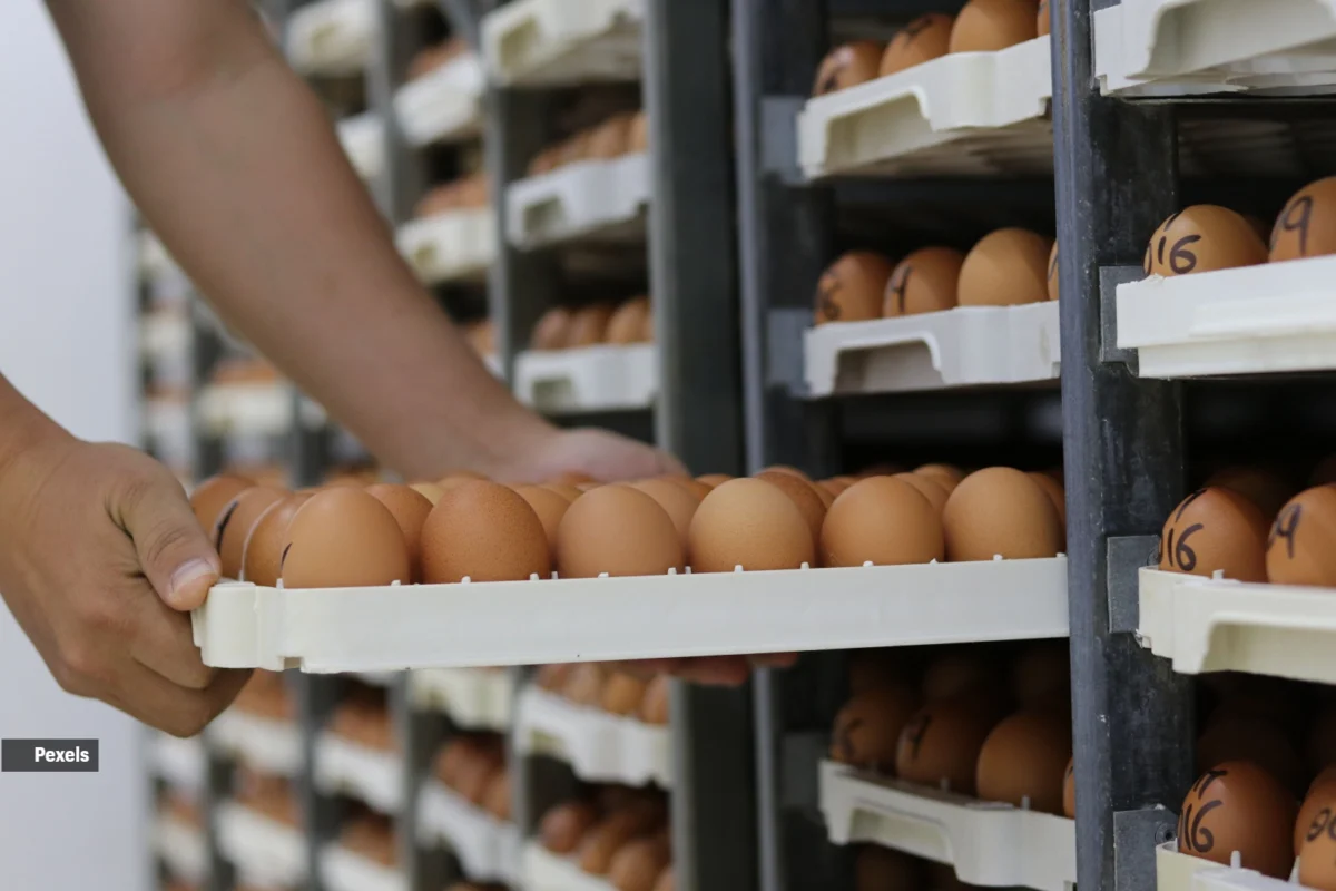 The Science of the Chalaza: Why That White String in Your Egg is a Mark of Quality