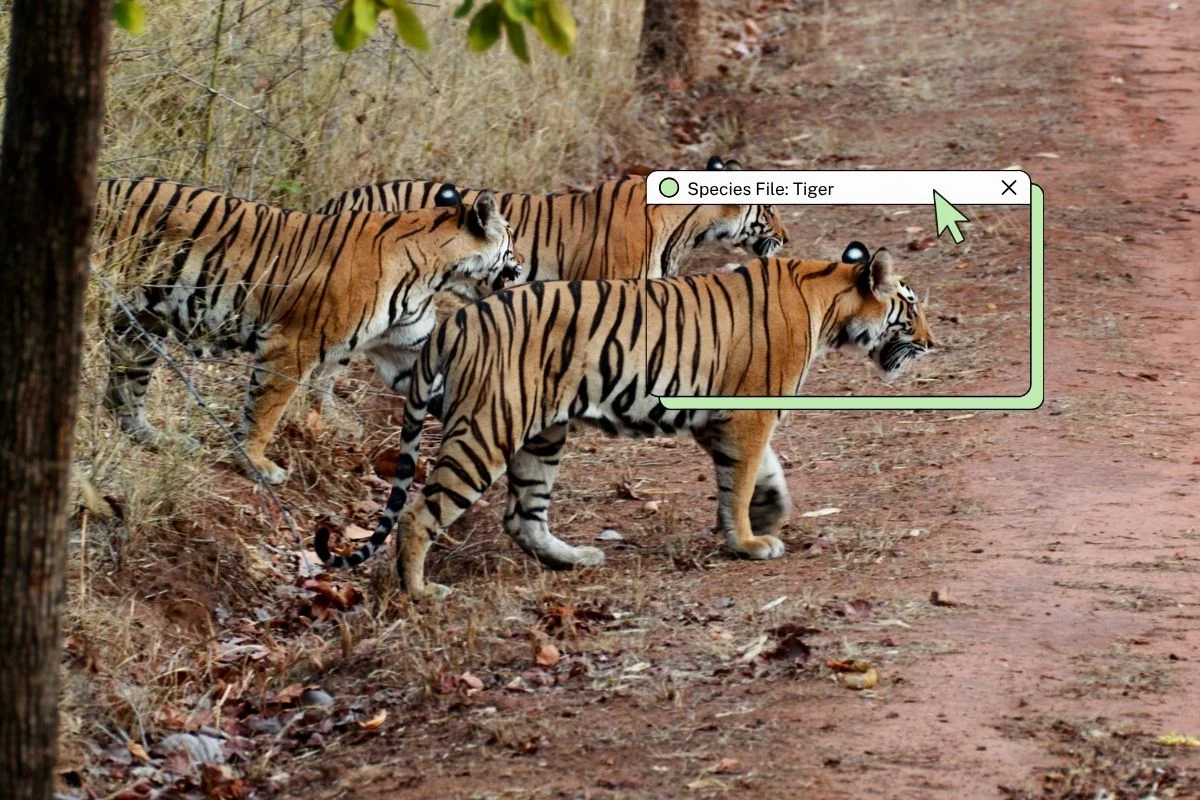 The Sentinel of the Forest: Assessing the State of Tiger Conservation in India